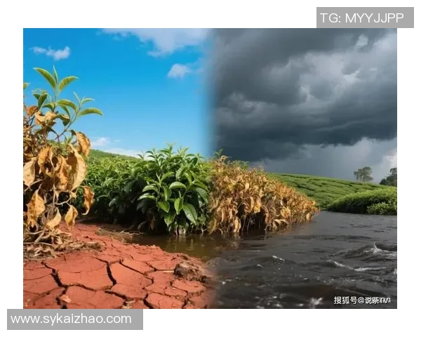 全球气候变化加剧极端天气事件,各国政府加强应对措施并呼吁国际合作